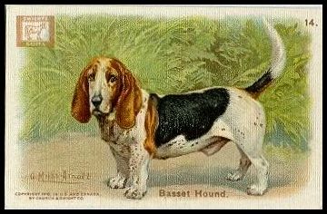 14 Basset Hound